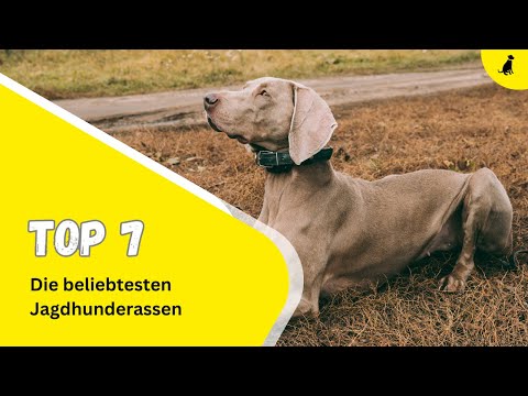 7 of the most popular hunting dog breeds ⎮TheDog Newspaper