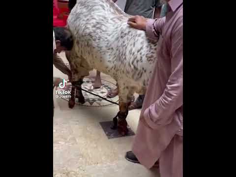 Eid ul Adha Animal 2021 | Cow Tiktok | Cow Lover | Qurbani Eid Janwar | whatsapp status | #Shorts