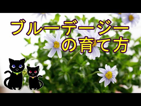園芸 ブルーデイジー、ケープデイジー