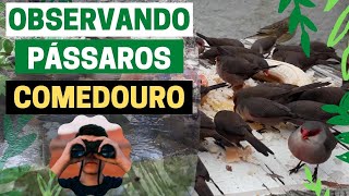 Observao de Aves no Quintal de Casa, Pssaros Comendo no Quintal, Pssaros Variados, #pssaros