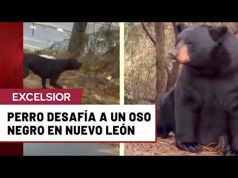 Perro “bravo” se enfrenta cara a cara con un oso negro en Nuevo León