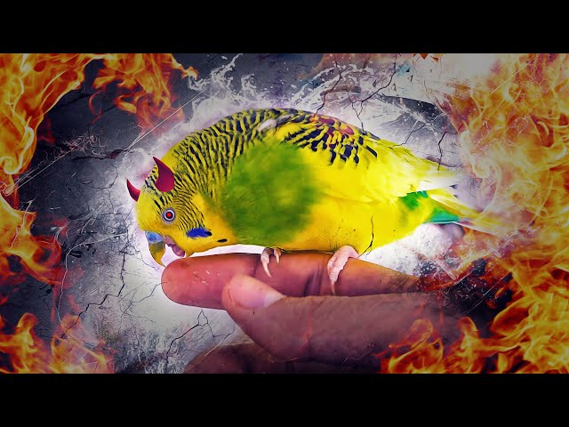 BUDGIEHUB