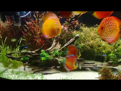 Planted Discus Tank owned by Bernard Salgado