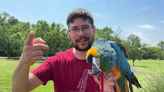 Parrot Harness Safety Tips � Taking a Bird for a Walk