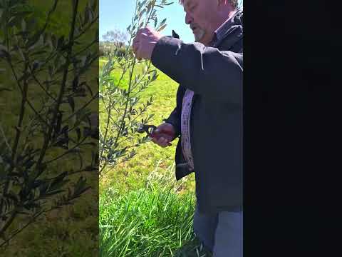 rezidba mlade masline