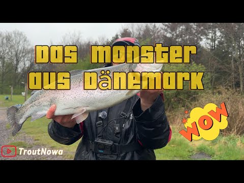Rens Fiskeseø - Monster-Forellenangeln in Dänemark 2025 - Arrild - Spoon fishing - UL fishing