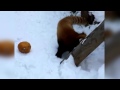 Red Panda Freaking Out Over A Pumpkin! [FULL VERSION]