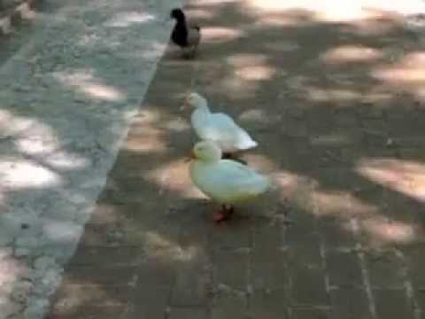 Enopizzeria Il Sovrano - Scheggino (Pg), Slow Tourism Club