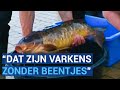 Karpers 'zo groot als varkens' uitgezet in Enkhuizen