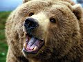 Bear Dance (medieval song) 🐻