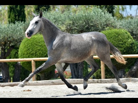 ZULEMA DE SUSAETA - SIRED BY IMPACIENTE II - ANDALUSIAN FILLY - TWO YEARS OLD.