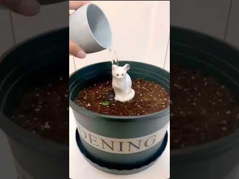 #shorts 😻 #snowcat #harika 🤍🤍 #Кот #बिल्ली