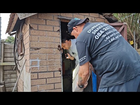 Dangerous Black Mamba capture in a cramped and packed, tool shed
