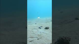 ちらし寿司のエビは釣り餌になるのか！？