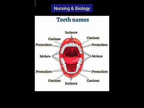 اسماء الاسنان بالانجليزي Names of teeth in English