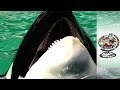 Freeing A Killer Whale Held Captive For 43 Years ...