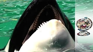 Freeing A Killer Whale Held Captive For 43 Years