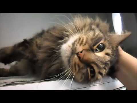 download lagu mp3 mp4 Maine Coon Breeders Nc, download lagu Maine Coon Breeders Nc gratis, unduh video klip Maine Coon Breeders Nc