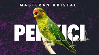 Download lagu MASTERAN BURUNG PERKICI PANTAI LURIK | Jeda Air Mengalir mp3