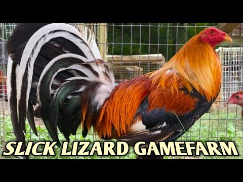 Sweater 4 Weeber Yellow leg hatch Kelso - SLICK LIZARD FARM