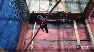 Download lagu suara panggilan kepodang dada merah mp3