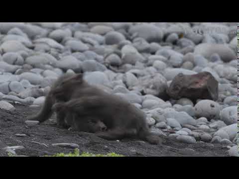 Arctic fox cubs playing, Iceland.