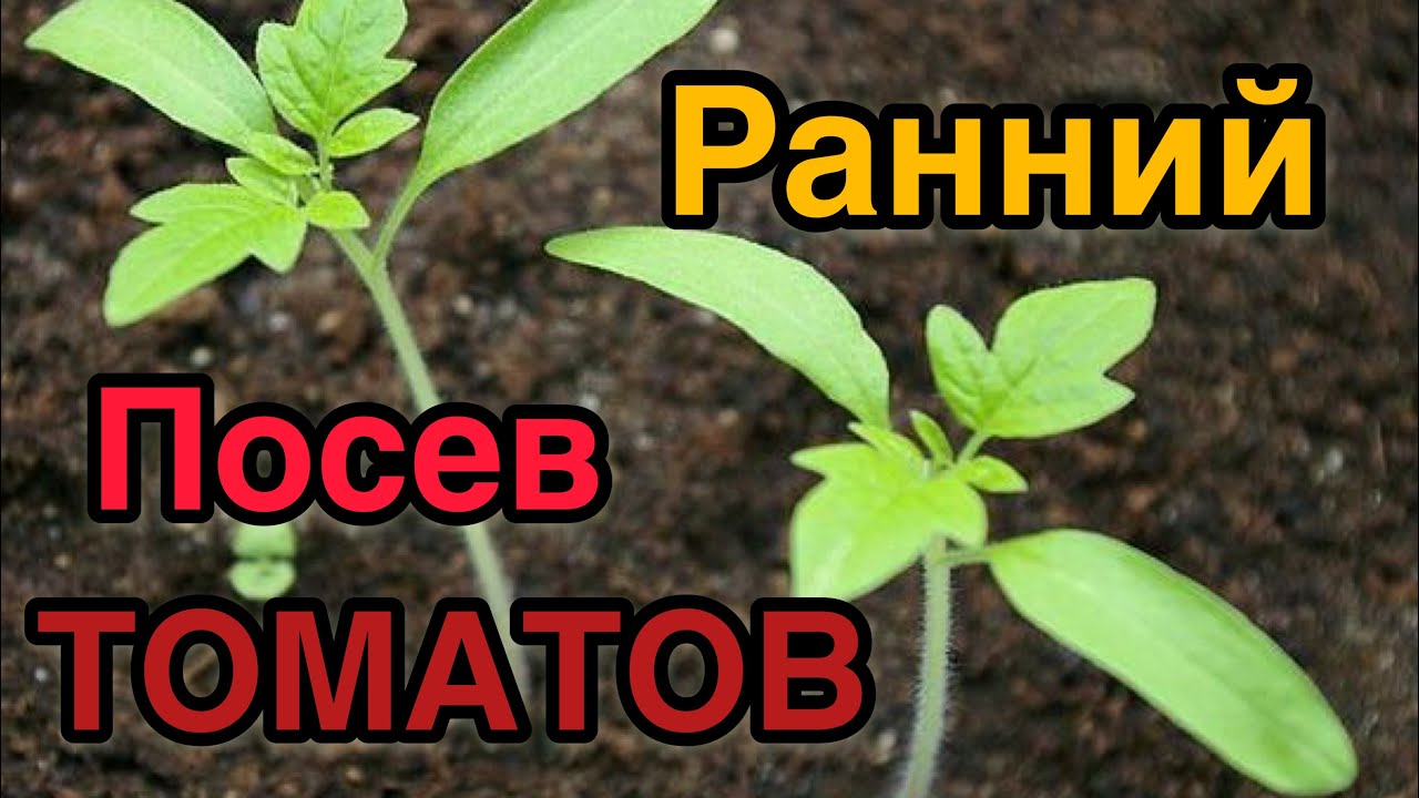 ПОСЕВ ПЕРВЫХ ТОМАТОВ ДЛЯ САМОГО РАННЕГО УРОЖАЯ! БУКЕТНЫЙ СПОСОБ