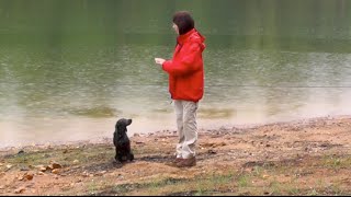 Download Lagu Puppy Training, Kona, Boykin Spaniel, Day 14: Off Leash Recall at Lake and Park Thumbnail