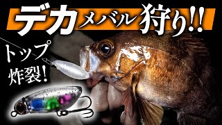 【ワンランク上のメバリング】激戦区広島で、春の“デカメバル釣り″教えます。/ 去川直稔