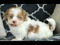 Shihpoo dogs for sale: Rosie  - Video 1