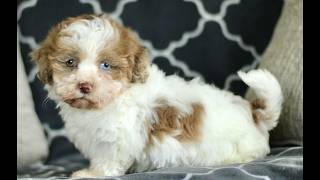 Video preview image #1 Pembroke Welsh Corgi Puppy For Sale in GORDONVILLE, PA, USA