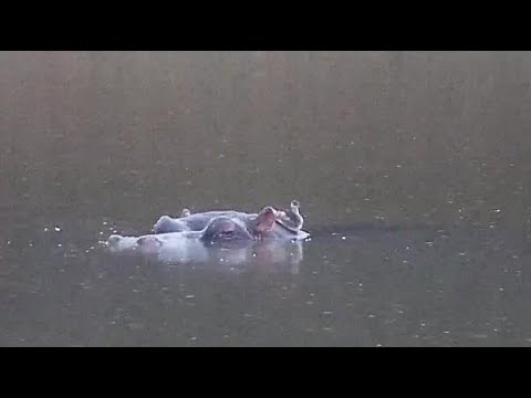 Djuma: Little Grebe juvenile and it's Hippo friend - 16:54 - 08/31/20