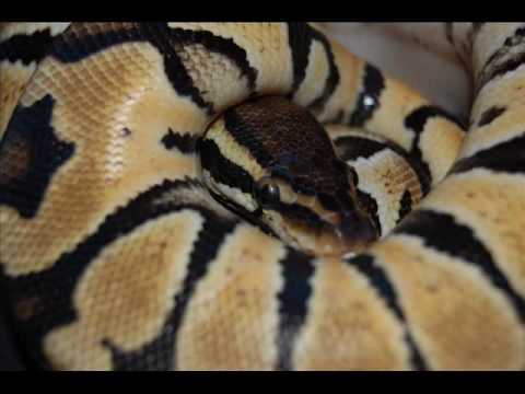 DarkSideReptiles.com  presents - Show Us Your DarkSide Photo Contest!