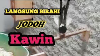 Download lagu murai batu anda akan BIRAHI JODOH dan KAWIN Pancingan Murai batu agar cepat birahi dan kawin mp3 Download lagu murai batu anda akan BIRAHI JODOH dan KAWIN Pancingan Murai batu agar cepat birahi dan kawin mp3