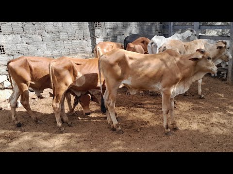 Feira do Gado em Frei Miguelinho Pernambuco,garrotes Cruzados com Sindi.