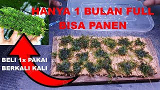 Download lagu Cara cepat budidaya memumbuhkan  java moss dalam 1 bulan untuk aquascape | hardscape aquarium mp3
