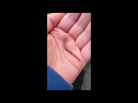 So geht es: Angelwürmer direkt im Garten finden🎣