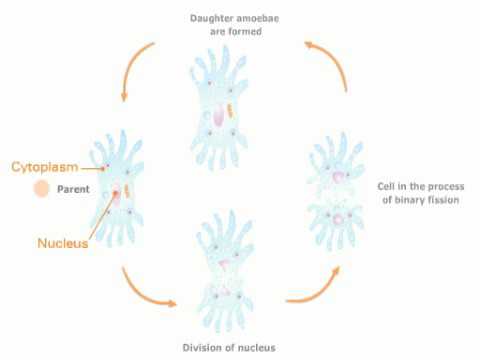 A Brief Look at How Binary Fission Works in Amoeba