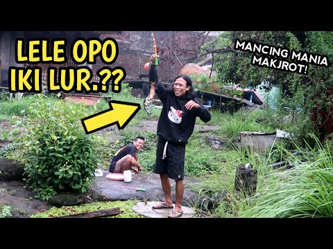 tercengang-pancing-mainan-bisa-dapat-lele-mahal-siapa-sangka-spot-begini-ada-ikan-lele-monster