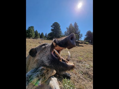 Caliber7 Safaris Wild Boar Driven Hunt in Turkey