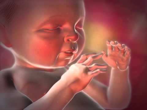 Reproduction: Learn@Visible Body