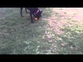 Ruby Playing Fetch Lilah Thinking About Joining