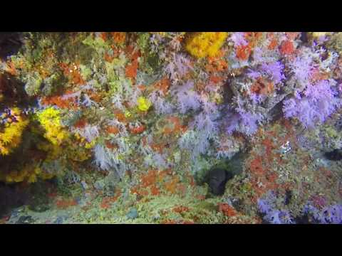 Plongée sous-marine à Fulidhoo Caves aux Maldives