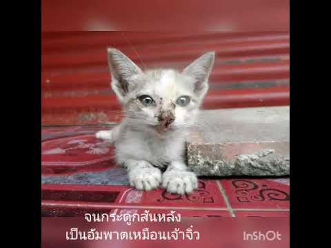 คลิกเพื่อดูคลิปวิดีโอ