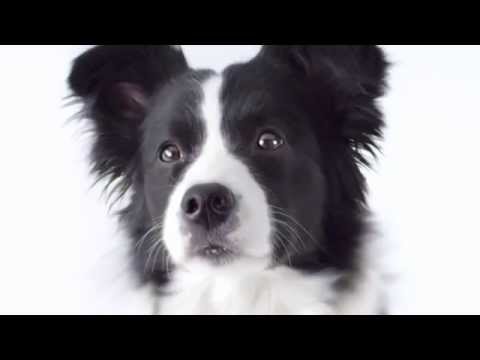 Wellness Pet Food TV Commercial