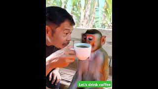 Download lagu monkey drink coffee mp3 Download lagu monkey drink coffee mp3