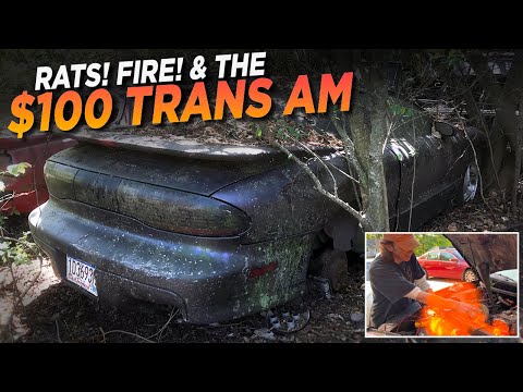 Rats! Fire! $100 Trans Am GT rescue from junkyard