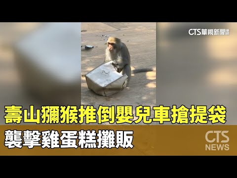壽山獼猴又闖禍！　推倒嬰兒車搶提袋　襲擊雞蛋糕攤販