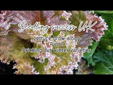 Growing Winter Lettuce: Pricking Out Techniques in the UK