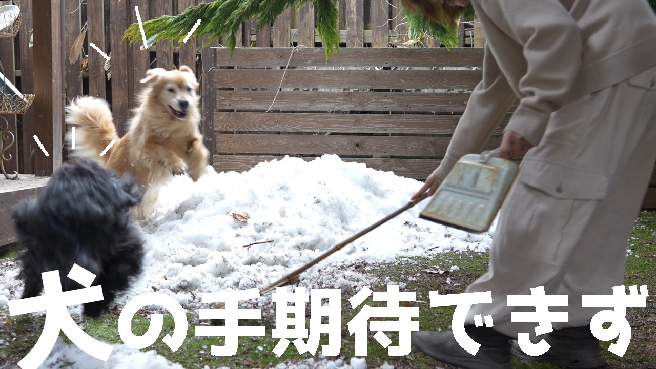 ご近所散歩だけでは物足りない二匹と庭掃除とこれからの事